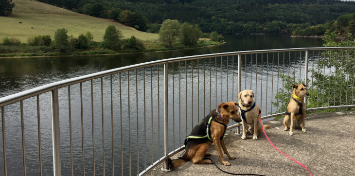 Die drei Hunde Amber, Buddy und Rosa sitzen an der Rur.