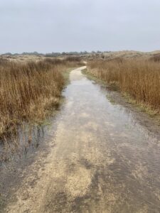 Strandweg auf Fanø