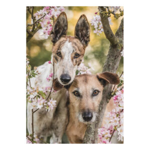 Postkarte "Frühling"