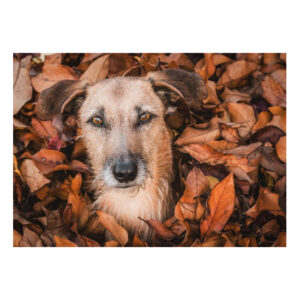Postkarte "Herbstlaub"